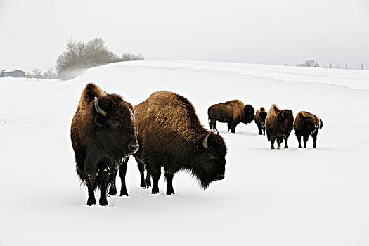 美洲,野牛,冬天