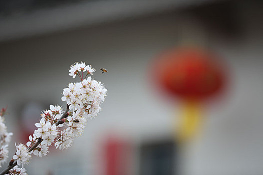春天的花儿和蜜蜂