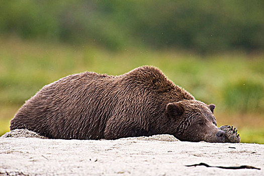 阿拉斯加,卡特迈国家公园,沿岸,棕熊,休息