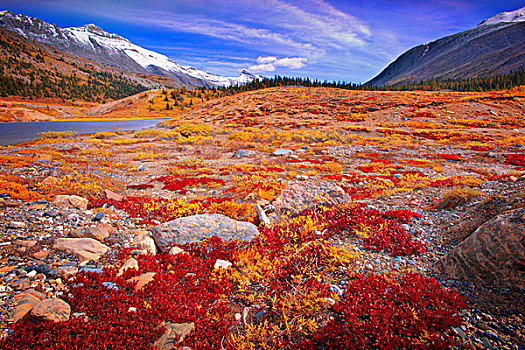 山谷,景色,哥伦比亚冰原,碧玉国家公园,艾伯塔省,加拿大