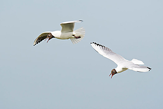 红嘴鸥,海鸥,飞行,特塞尔,北荷兰,荷兰