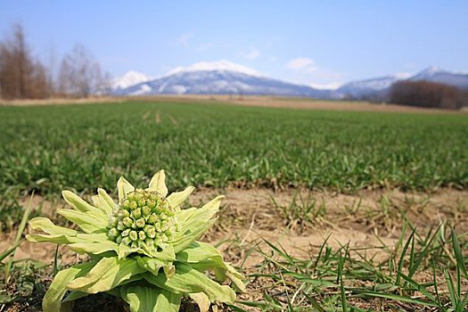 蜂斗叶属植物,芽,麦田