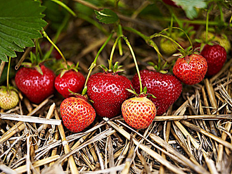 草莓,灌木