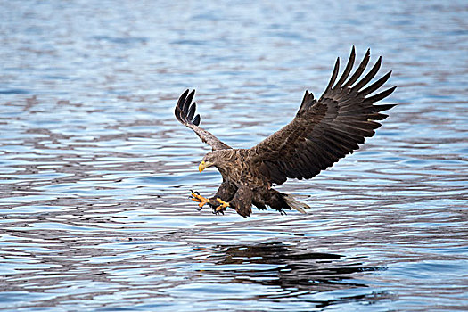 白尾鹰,猎捕,上方,水,北特伦德拉格,挪威,欧洲
