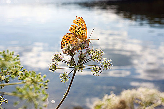 豹纹蝶,湖,国家公园,波兰,欧洲