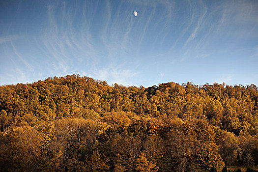 月亮,上方,树林,弗吉尼亚,美国