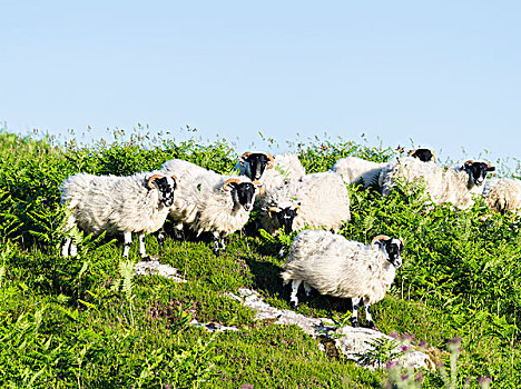 苏格兰,岛,家,只有,绵羊,五月,欧洲,大幅,尺寸
