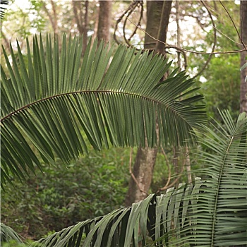 棕榈叶,哥斯达黎加