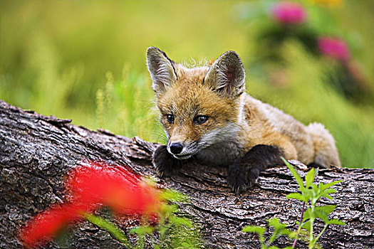 红狐,狐属,幼兽,原木,特写,序列,自然,野生动物,动物,哺乳动物,食肉动物,狐狸,孩子,小,可爱,栖息地,专注,观注,发现,玩,户外