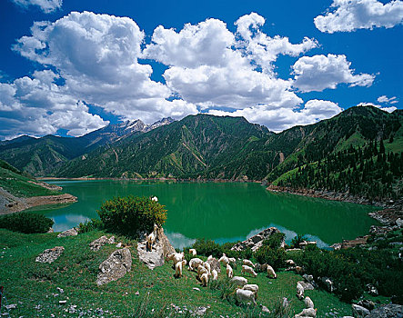 龙,湖,新疆