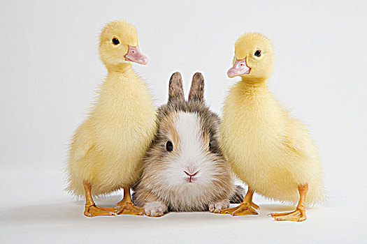 两个,小鸭子,兔子,棚拍