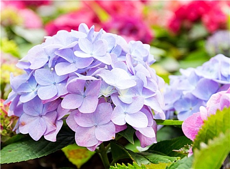 紫色,蓝色,绣球花