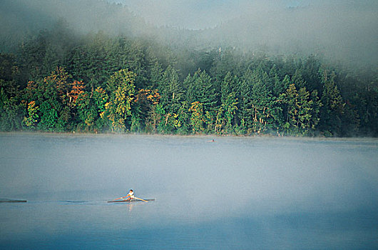 麋鹿,湖,桨手,薄雾,维多利亚,温哥华岛,不列颠哥伦比亚省,加拿大