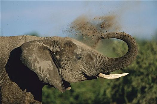 非洲象,给,乔贝国家公园,博茨瓦纳
