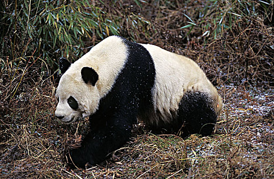 大熊猫,地面,卧龙自然保护区,中国