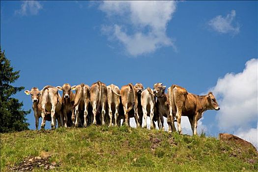 母牛,排列,眉毛,山,德国
