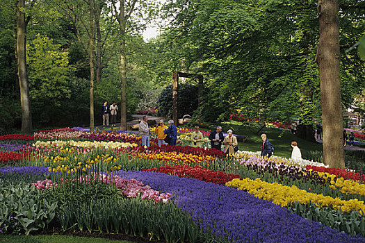 荷兰,靠近,阿姆斯特丹,库肯霍夫花园,郁金香,蓝色,麝香兰,贝母属,游客