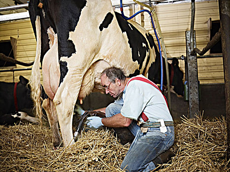农民,挤奶,黑白花牛,母牛,有机,乳牛场,安大略省,加拿大