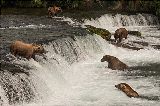 五个,熊,三文鱼,捕鱼,溪流,瀑布
