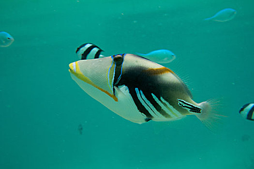 马尔代夫,水下世界