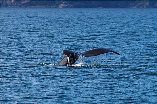 阿拉斯加,鲸,尾部