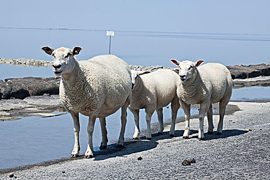 绵羊,牢固,海滩,汉堡包,北方,弗里斯兰省,石荷州,德国,欧洲