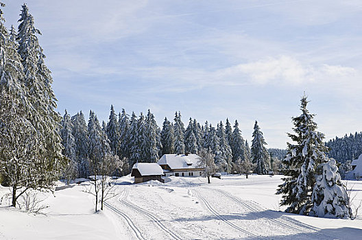 黑森林,冬天,靠近,巴登符腾堡,德国