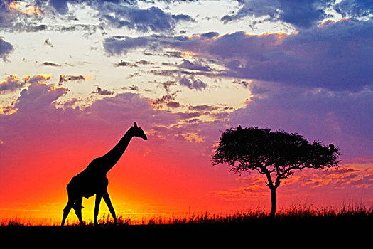 长颈鹿,剪影,日出,马赛长颈鹿,马塞马拉野生动物保护区,肯尼亚