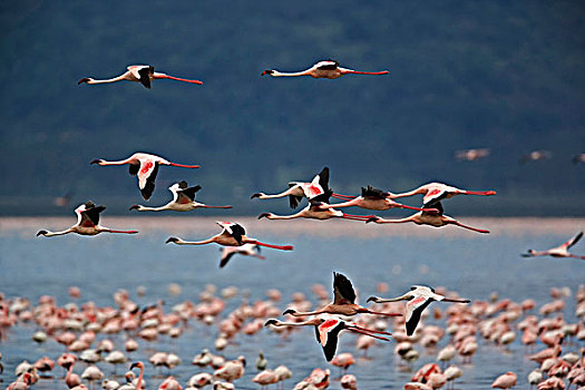 小红鹳,飞行,纳库鲁湖国家公园,肯尼亚
