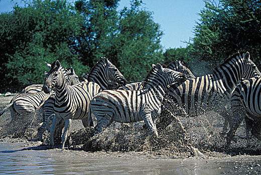 纳米比亚,埃托沙国家公园,平原斑马,牧群,斑马,水潭