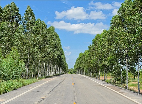 桉树,种植园,道路