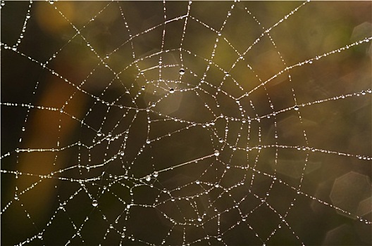 蜘蛛网,反光,露珠