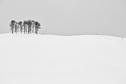 积雪,冬季风景,小,矮林,远景,山