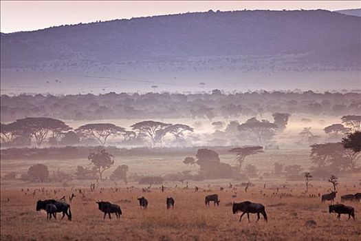 黎明,上方,马塞马拉野生动物保护区,肯尼亚