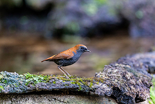 栖息于林下灌丛,善于密林丛中穿行的栗背短翅鸫鸟
