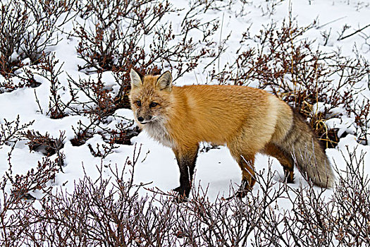 红狐,狐属,雪中,冬天,丘吉尔市,野生动物,管理,区域,曼尼托巴,加拿大