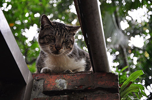 一只在墙上嬉戏的猫咪,可爱调皮