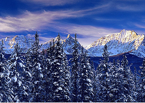 清新,下雪,树,山峦,班芙国家公园,艾伯塔省,加拿大