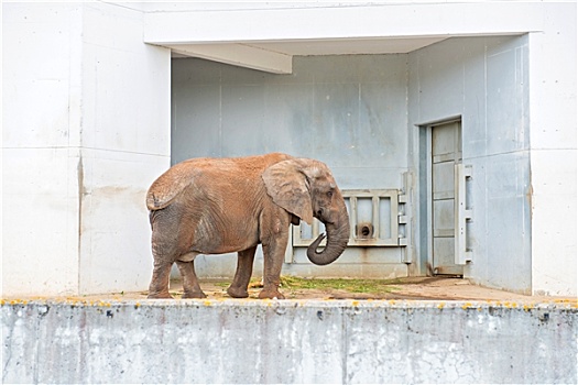 非洲象,靠近,墙壁