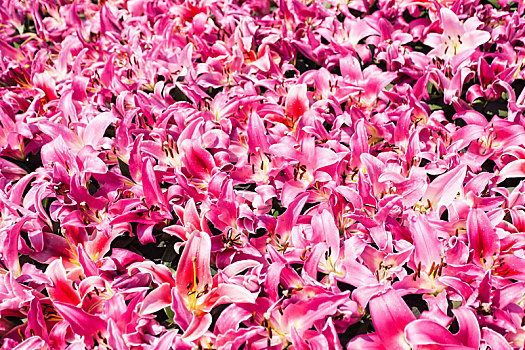 许多,粉色,百合,花,花坛