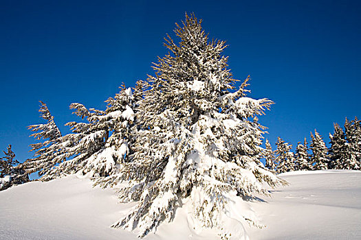 树,冬天,风景,胡德山,俄勒冈,美国