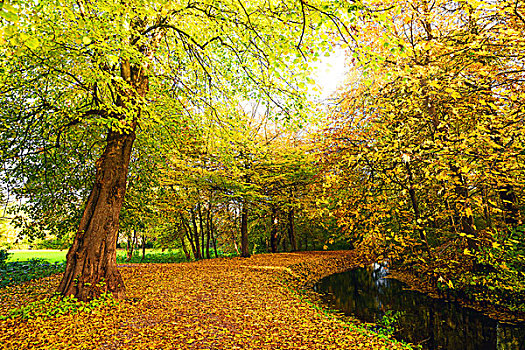 秋天,自然,小路,公园,彩色,秋色