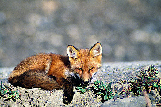 特写,红狐,休息,阿拉斯加,美国,狐属