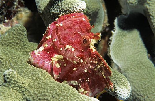 叶鱼,珊瑚,印度尼西亚