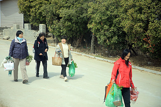 山东省日照市,春光明媚草莓红,休闲采摘好时节