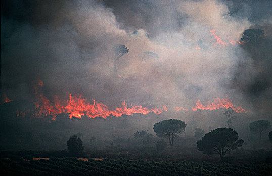 法国,普罗旺斯,俯视,森林火灾,靠近