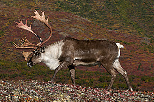 鹿角,高,苔原,秋色,驯鹿属,德纳里峰国家公园,阿拉斯加,美国