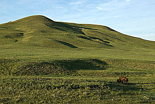 美洲野牛,野牛,公牛,放牧,山坡,卡斯特州立公园,南达科他,美国