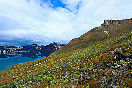 长白山天池高山花卉