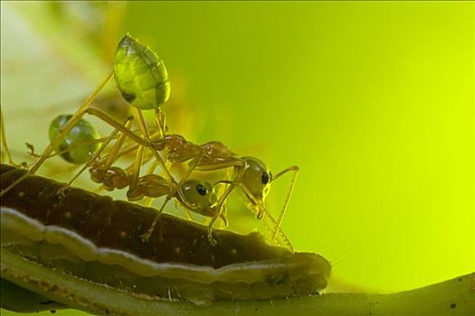 绿色,树,蚂蚁,工蚁,守卫,蝴蝶,灰蝶科,毛虫,后面,等待,蜜汁,澳大利亚